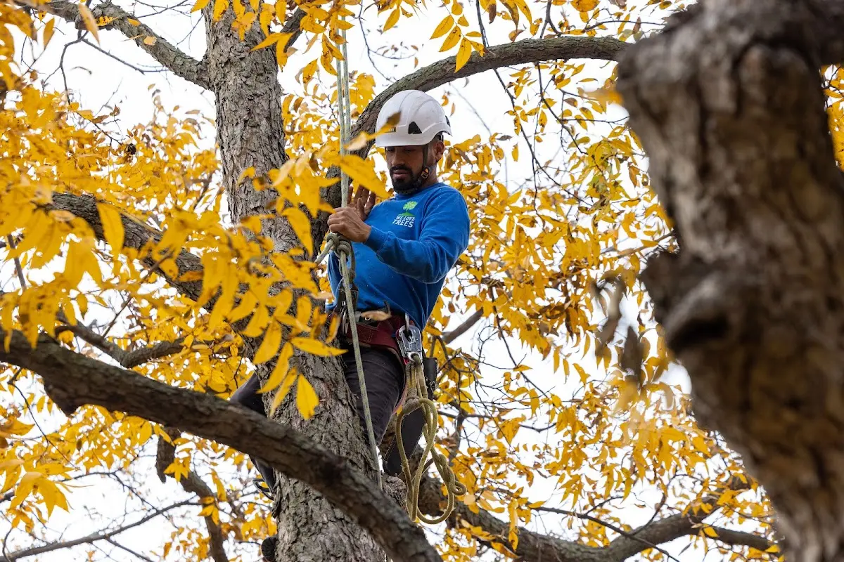 Skilled Tree Trimming crew working in Armstrong